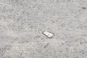 影/屏東鹽埔鄉驚見冰雹！四村莊受影響　民眾：好可怕