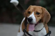 美機場傳暴力攻擊！警犬執勤竟遭不滿旅客踢飛　恐面臨重罪起訴