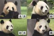 影/日和歌山4大貓熊今啟程返陸　最後參觀日3千人不捨送別