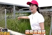 民間特偵組/麻豆光電板下魚塭「一片慘綠」滋養蚊蟲　台南市府回應了