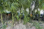 北市延平北路竹林大火！90歲翁燒成焦屍　妹見人崩潰痛哭
