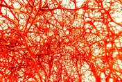 血管變硬不只是老化！醫：鈣化其實是細胞在「長骨頭」