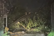 影/台南測得史上第3強風！路樹排排倒　用路人無奈睡休息站