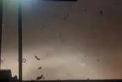 統一獅隊巴颱風天狂奔返台南！　陳傑憲：這風雨滿刺激
