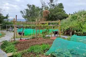 林口農作物被啃光！兇手竟是遭棄養麝香豬　「犯案動機」曝