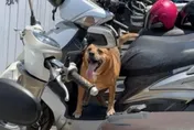 新北飼主「高齡犬綁機車上」疑熱死　動保處開罰1.5萬