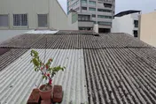 丹娜絲颱風掀老屋「石綿危機」！　專家急喊：恐釀肺癌