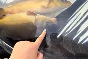 釣魚忘帶桶出奇招！陸男用車頭作「臨時魚缸」惹爭議