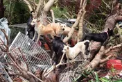 動物收容所煉獄！千隻浪浪「泡水泥地」苦撐8日待救援