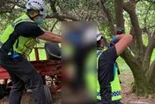 苗栗73歲果農碰到「未熄火搬運車」　夾樹幹中「胸腹凹陷亡」