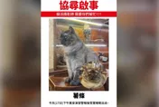 演習警報嚇壞迪化街人氣貓店長！　「薯條」失蹤飼主急瘋
