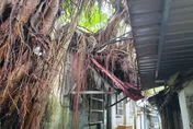 北市「4層樓高路樹」突倒民宅壓電線　現場急封鎖斷電