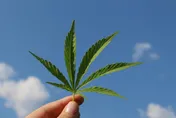 大麻濃度十倍提升！19歲大一生反覆使用引發精神病
