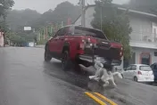 影/超震撼畫面！南投埔里疑虐狗　皮卡雨中拖行哈士奇