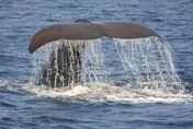 影/俄8.8強震…日赫見「大批鯨魚擱淺」　日媒：與強震無關