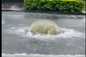 台中豪雨成災！豐樂公園路面人孔蓋漂走　驚見粗壯湧泉