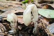 一碰就枯！哀牢山驚現7株「冥界之花」　一年只露臉40天