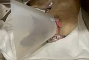 影/新北「車綁小黃狗拖行」　罰飼主終身禁養＋7.5萬罰鍰