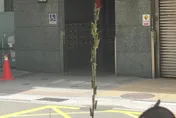 新北多處驚現蝗蟲！　農業局曝原因：季節性生態現象
