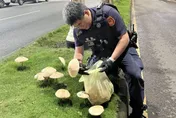 高雄分隔島長大香菇！怕民眾誤摘食用　暖警主動摘除