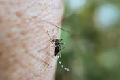 今夏熱爆「蚊子變少了？」　專家揭關鍵原因：高溫連牠們也中暑