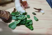驚！陸女咬開桃子驚藏新鮮樹葉　網笑翻：把人家房子吃了