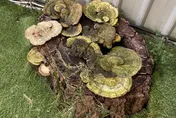 高雄生菇不稀奇！彰化枯樹竟長出「巨大靈芝」畫面曝
