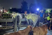 影/台中驚見「馬兒逛大街」悠閒吃草！　超卡哇伊畫面曝光