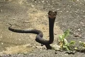 影/去年抓634條！獅球嶺現「手臂粗」蛇群捕食青蛙
