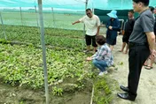 豪雨重創菜價狂飆！小黃瓜單日250元天價　回穩時間曝