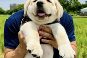 新北警犬生力軍「大福」報到　憨笑萌翻網友：抱緊處理