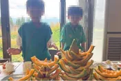 遊北海道爽嗑哈密瓜！吃法挨轟浪費　插畫家彎彎急道歉