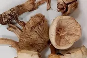 手機APP辨識易誤判！　北榮示警：誤食毒蕈恐致命