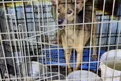 殘忍！新竹犬園斂財餓死狗「白骨遍佈」　10隻慘死籠中飄惡臭