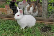 近3年首例！婦「無接觸動物」高燒、全身無力染兔熱病