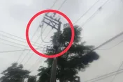 楊柳襲高雄！1.2萬戶曾停電　台電：近5千戶待修復