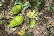 楊柳10級強風襲梨山！果農心痛落果慘況：一年辛勞全泡湯