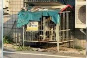 議員陪女兒練車突變救狗大戰　肉身擋犬反遭狠咬送醫