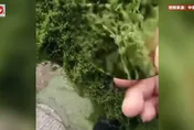 影/青苔「毛線造」！河南「自然」風景區被踢爆綠植造假