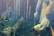 山東動物園管理失守！幼虎慘遭腳踢棍打　女童坐欄餵白虎