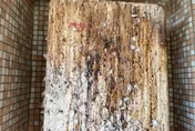 鳥屎釀火災！彰化民宅「熱水器」竄火舌　幸無傷亡