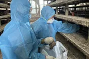 影/逾10萬隻遭撲殺！彰化鵪鶉場爆H5N1禽流感　防疫所急了