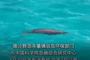 影/「美人魚」現身永暑礁？陸捕捉到儒艮蹤跡　罕見畫面曝光