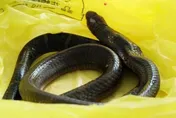 猛！陸老翁被劇毒眼鏡王蛇咬傷　「連人帶蛇」就醫嚇壞醫護
