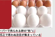 紅殼蛋較營養？日專家破解「蛋殼、蛋黃」顏色迷思