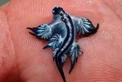 西班牙海灘驚見劇毒「藍龍」　當局全面禁止下水