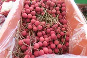 新北查獲「桂味荔枝」農藥殘留超標　衛生局：吃下肚恐中毒