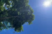 熱爆！大台北連2天極端高溫「黑到發紫」　體感衝破40度