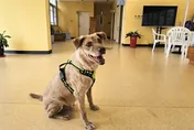昔遭林智堅棄養…前新竹市犬「棕棕」找到新家了！
