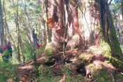 南投「馬海濮富士山」遭盜伐　砍樹賊竟是越南山老鼠